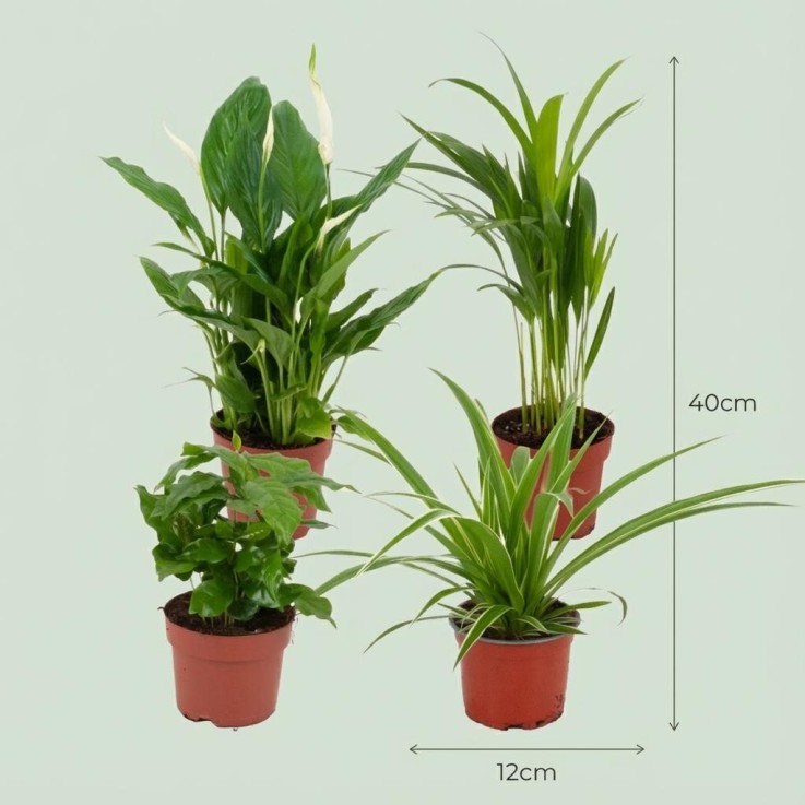 Pack 4 plantes dépolluantes