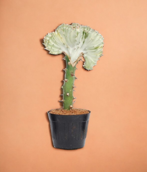 Euphorbia lactea Cristata...