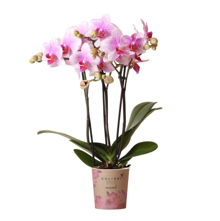 Orchidée Phalaenopsis Rose - Rotterdam Minérale