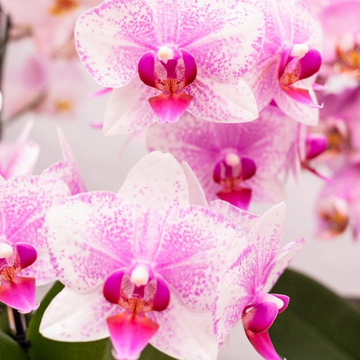 Orchidée Phalaenopsis Rose - Rotterdam Minérale