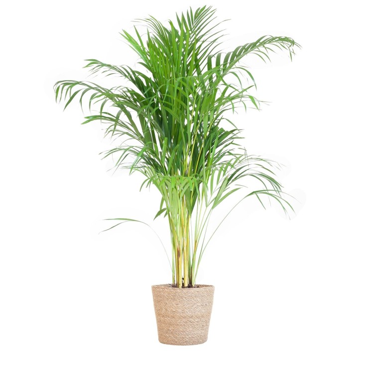 Palmier Areca et son pot -  Gris