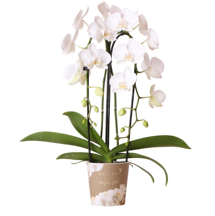 Orchidée blanche - Ø12cm - plante d'intérieur