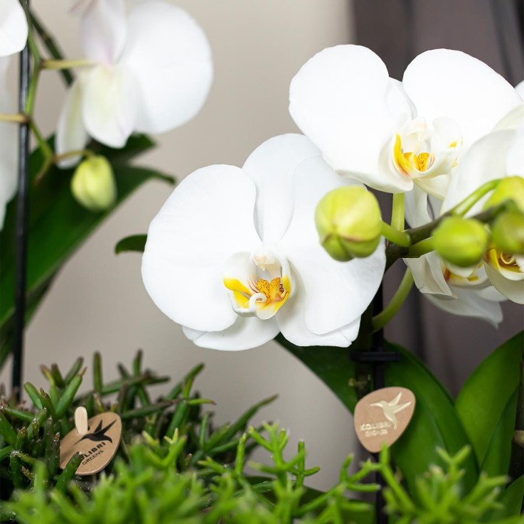 Orchidée blanche - Ø12cm - plante d'intérieur
