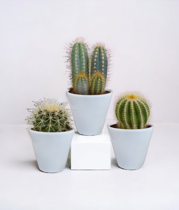 Coffret cactus et ses...
