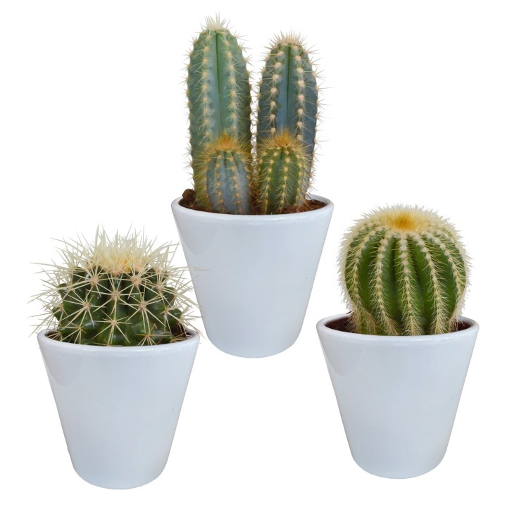 Coffret cactus et ses caches-pots blancs - Lot de 3 plantes, h18cm