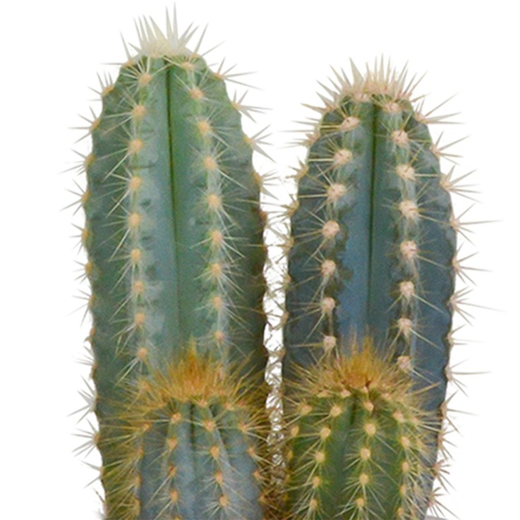 Coffret cactus et ses caches-pots blancs - Lot de 3 plantes, h18cm