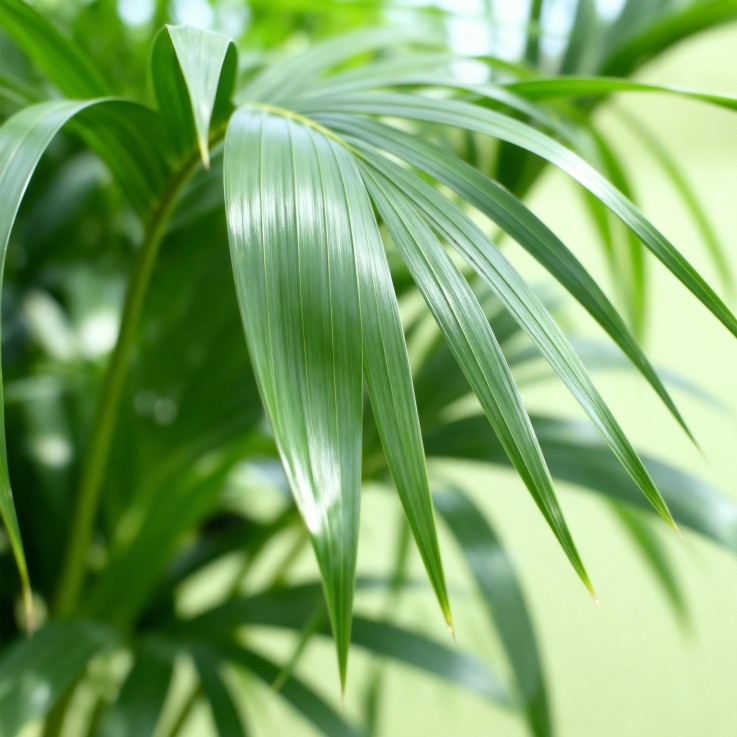 Howea Forsteriana Kentia -  1