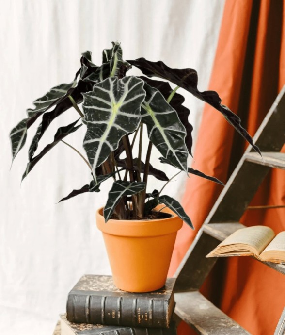 Alocasia Polly