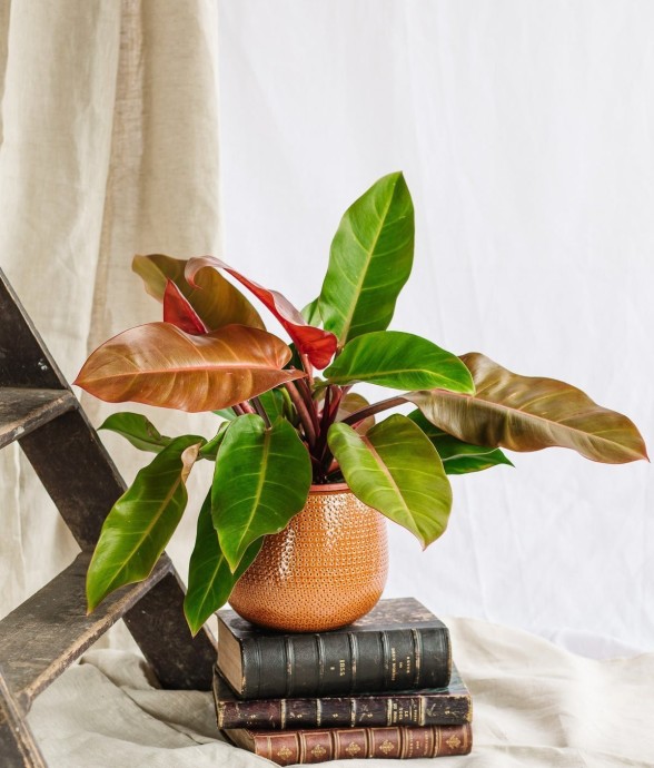 Philodendron Prince of Orange