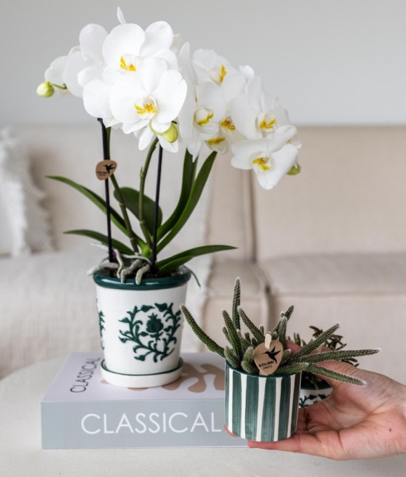 Orchidée Amabilis en pot...