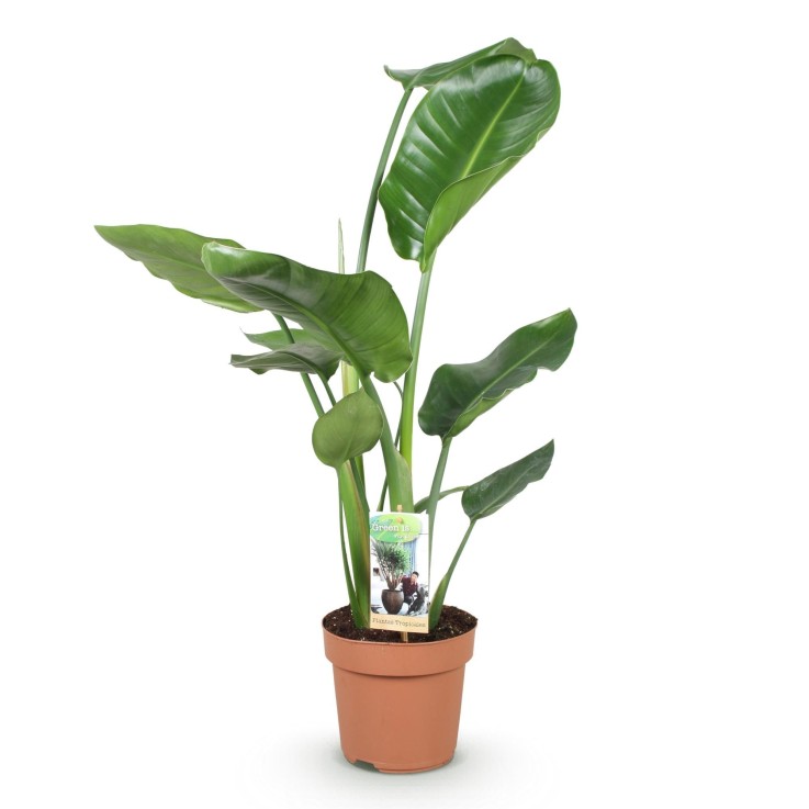 Strelitzia Nicolai – Lot de 1 -  1