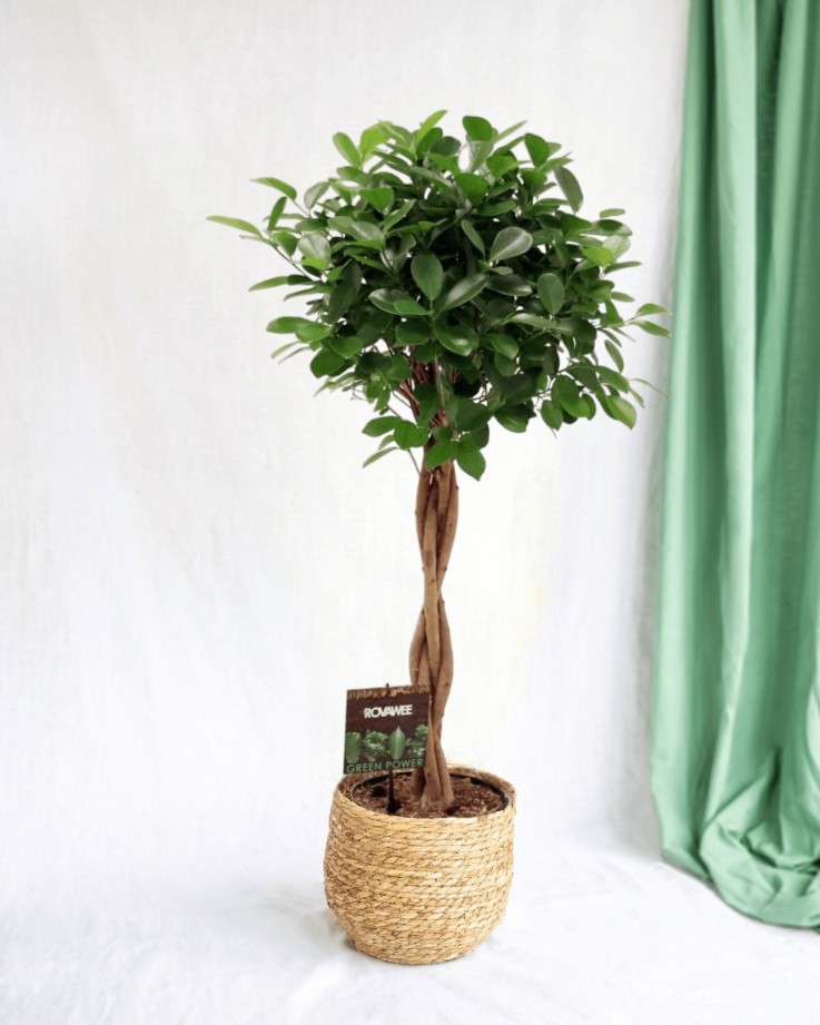 Ficus Microcarpa Moclame