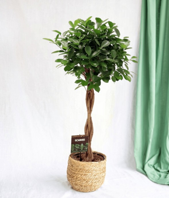 Ficus Microcarpa Moclame