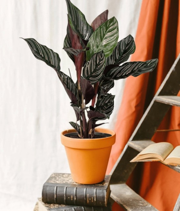 Calathea Ornata
