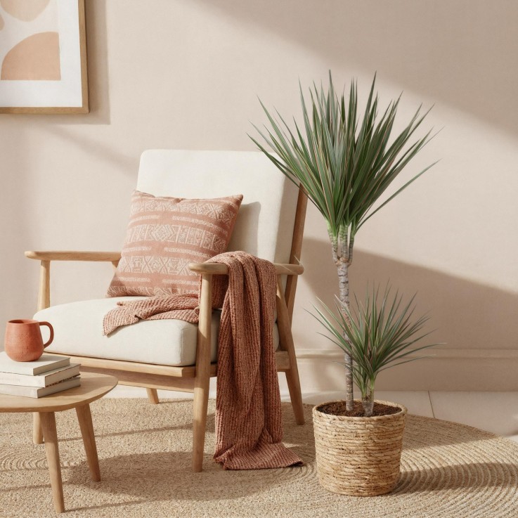 Dracaena Marginata Bicolor