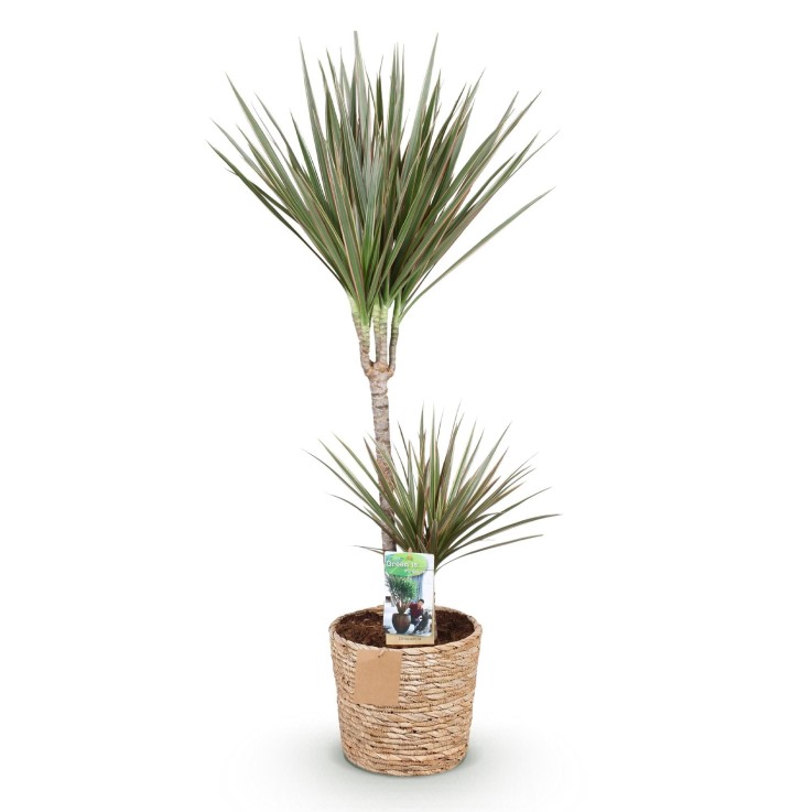 Dracaena Marginata Bicolor
