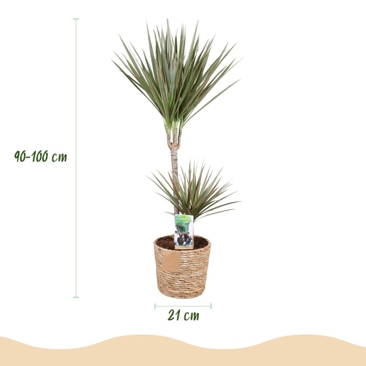 Dracaena Marginata Bicolor