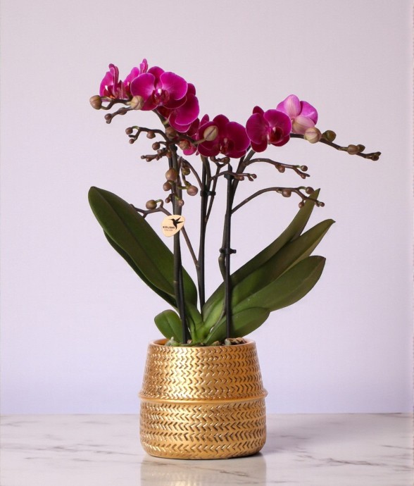 Orchidée Morelia Violette...