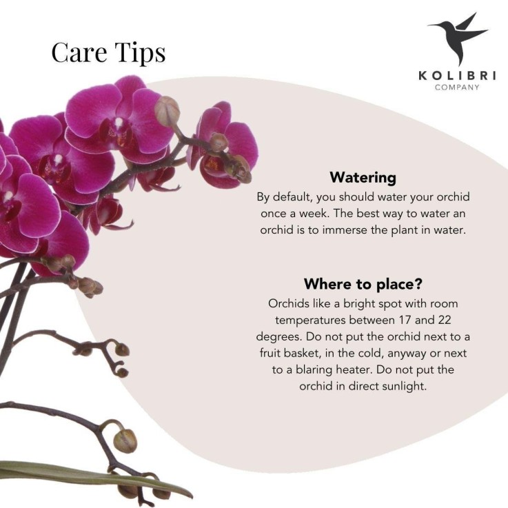 Orchidée Morelia Violette et son pot -  Brillant