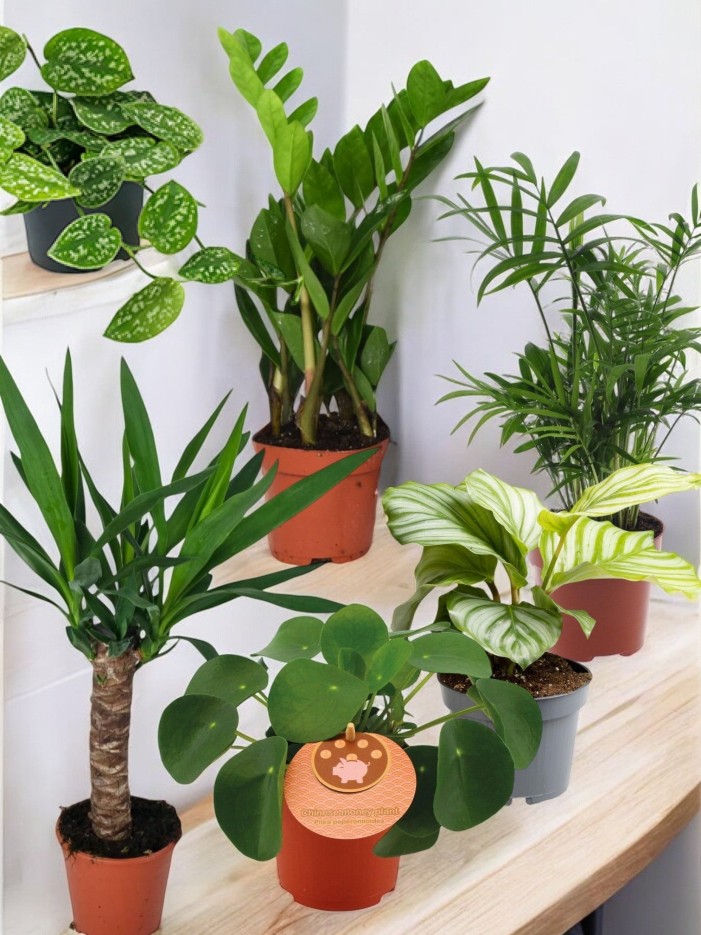 Coffret - Pack de 6 plantes -  ✨ Les Premiums