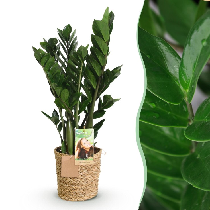 Zamioculcas et panier