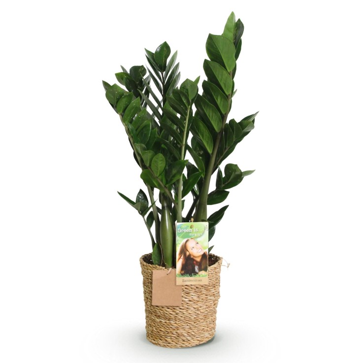 Zamioculcas et panier
