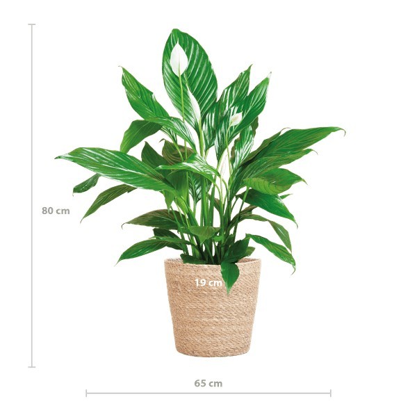 Spathiphyllum et son pot -  Panier naturel