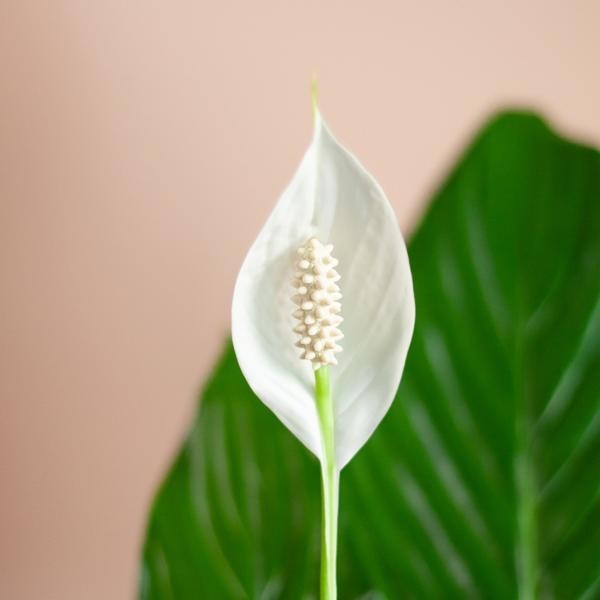 Spathiphyllum et son pot -  Panier naturel
