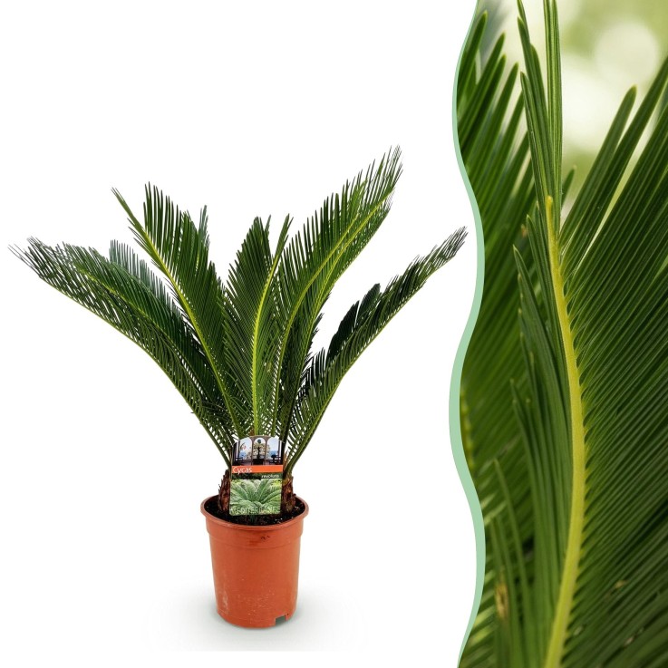 Cycas revoluta -  1