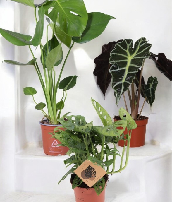 Coffret - Trio de plantes -...