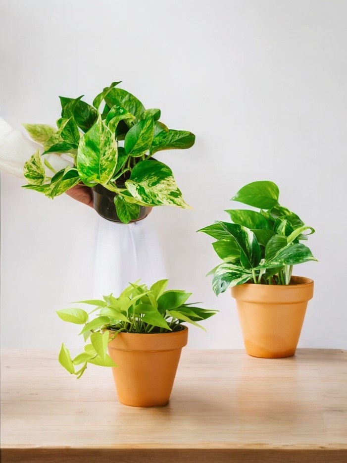 Coffret - Trio de plantes -  🪴 Débutant
