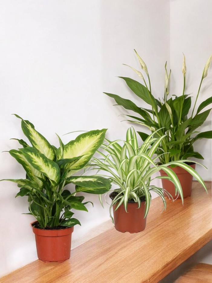 Coffret - Trio de plantes -  🪴 Débutant