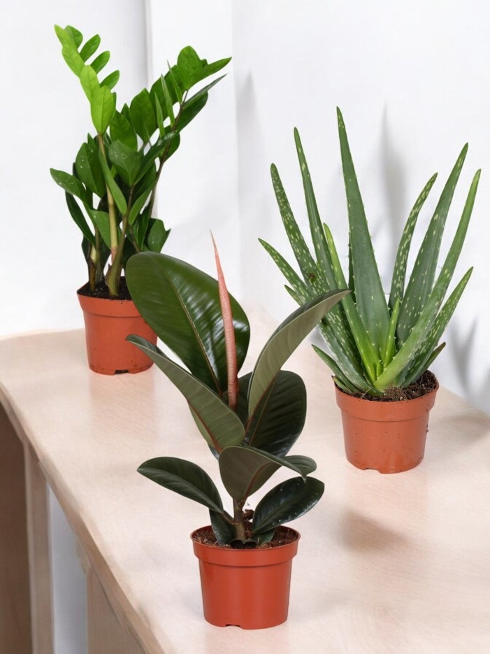 Coffret - Trio de plantes -  🪴 Débutant