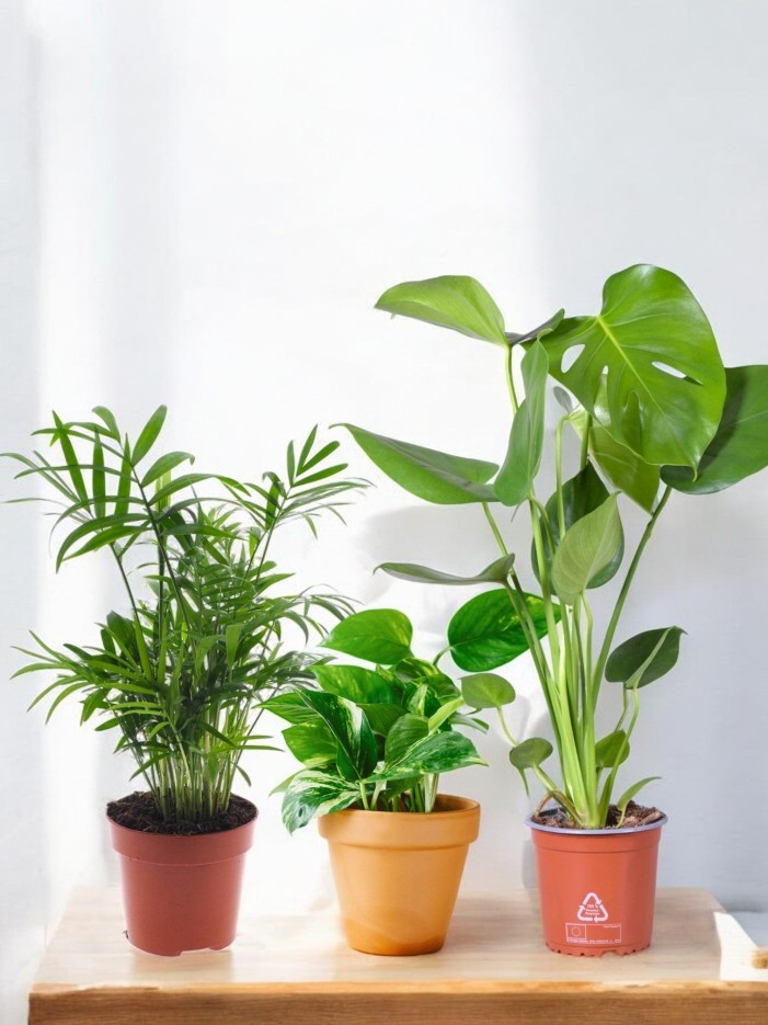 Coffret - Trio de plantes -  🪴 Débutant