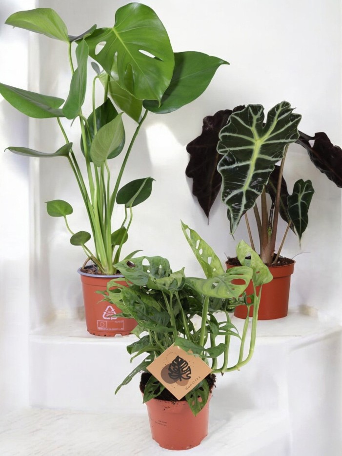 Coffret - Trio de plantes -  🪴 Débutant