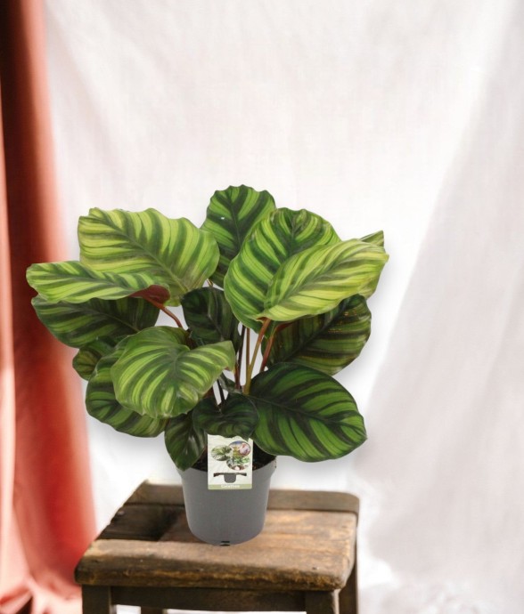Calathea Fasciata
