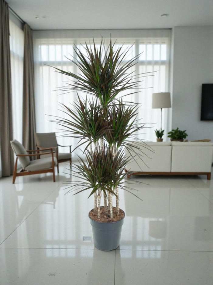 Dracaena Magenta Carrousel