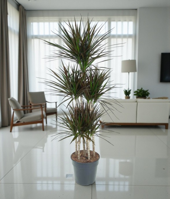 Dracaena Magenta Carrousel