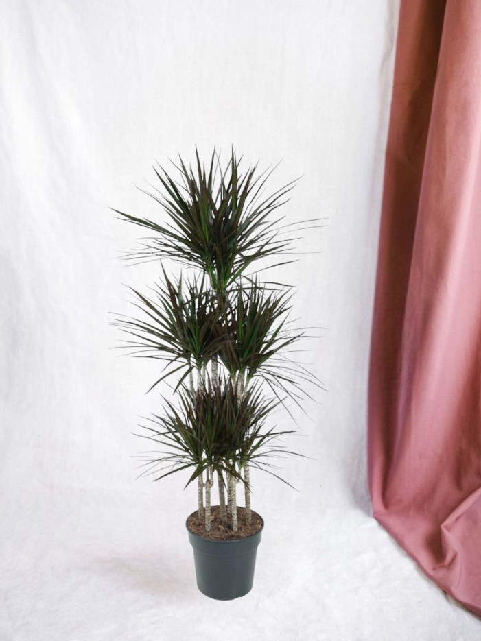 Dracaena Magenta Carrousel