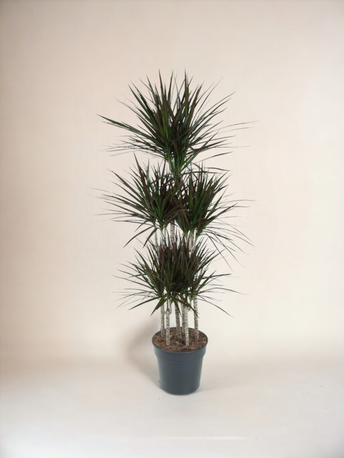 Dracaena Magenta Carrousel