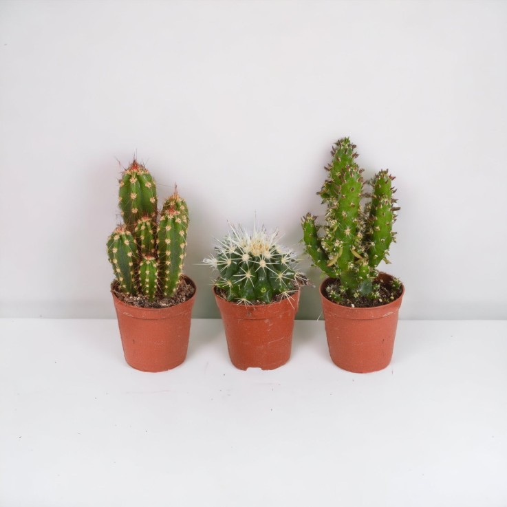 Coffret de Cactus & Succulentes -  10 Cactus - Diamètre 6cm Hauteur 13cm
