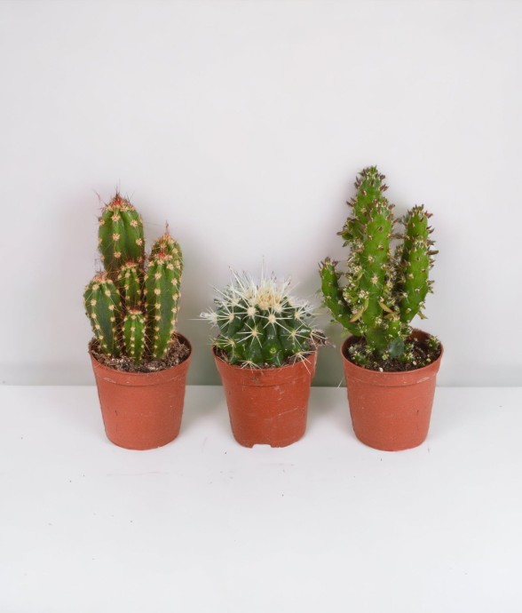 Coffret de Cactus &...