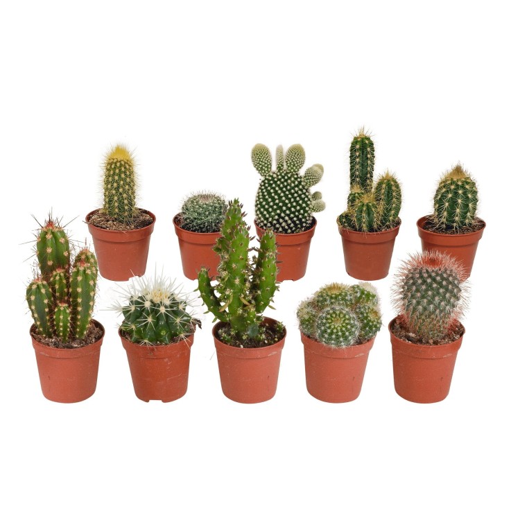 Coffret de Cactus & Succulentes -  10 Cactus - Diamètre 6cm Hauteur 13cm