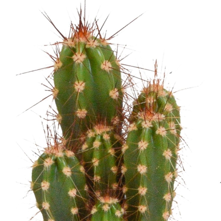 Coffret de Cactus & Succulentes -  10 Cactus - Diamètre 6cm Hauteur 13cm