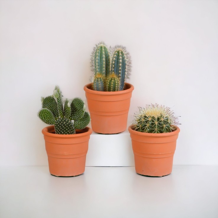 Coffret cactus et ses caches-pots terracotta - Lot de 3 plantes, h23cm