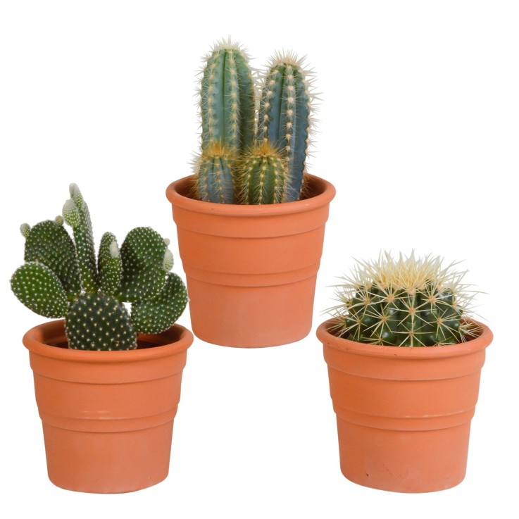 Coffret cactus et ses caches-pots terracotta - Lot de 3 plantes, h23cm