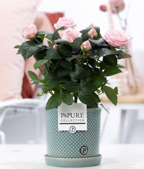 Rosier rose et pot en...