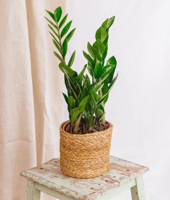 Zamioculcas zamiifolia