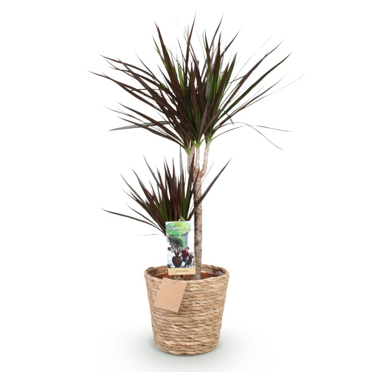 Dracaena Magenta et panier