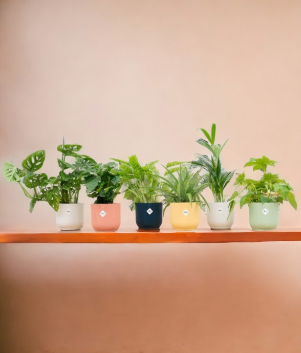 Coffret - 6 plantes + Pot -...